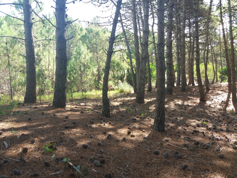 sunlight, 4K, growth, tranquil scene, mardelaspampas.com.ar, no people, pine woodland, coniferous tree, médanos, pine trees, day, woodland, non-urban scene