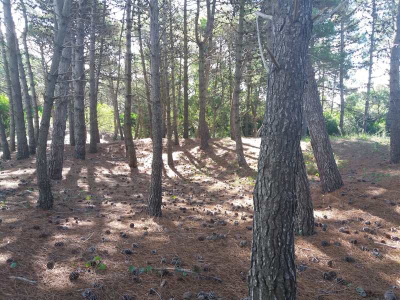 pinos, day, tree, tree trunk, scenics - nature, environment, villa gesell, 4K, nature, outdoors, no people, pine woodland, landscape, forest, tranquility