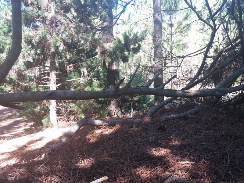 tree trunk, beauty in nature, outdoors, landscape, falling, trunk, no people, tree, nature, land, scenics - nature, tranquil scene, trees, growth, plant