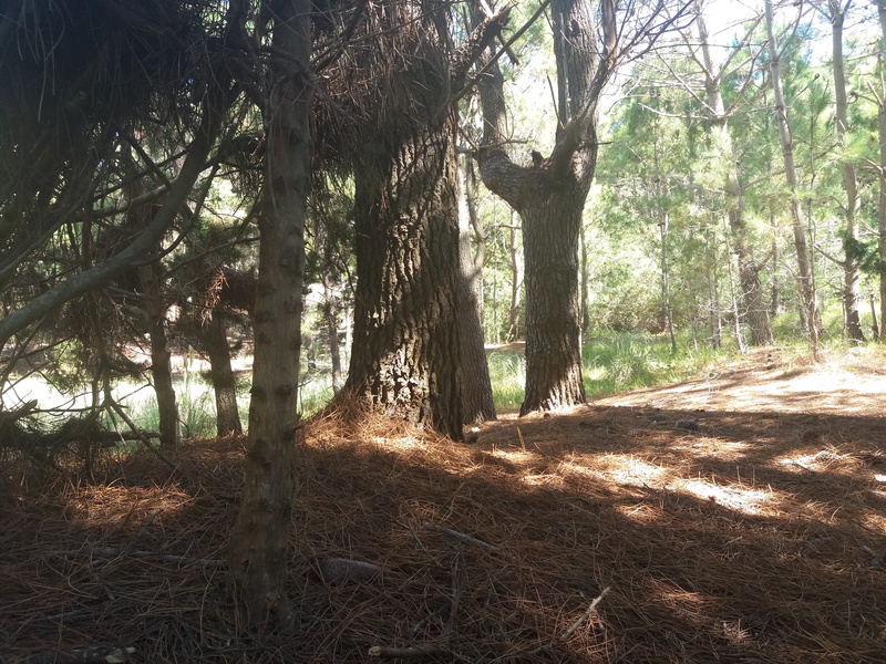 land, field, árboles, pine trees, day, tree trunk, non-urban scene, no people, nature, environment, mardelaspampas.com.ar, landscape, trunk, woodland, forest