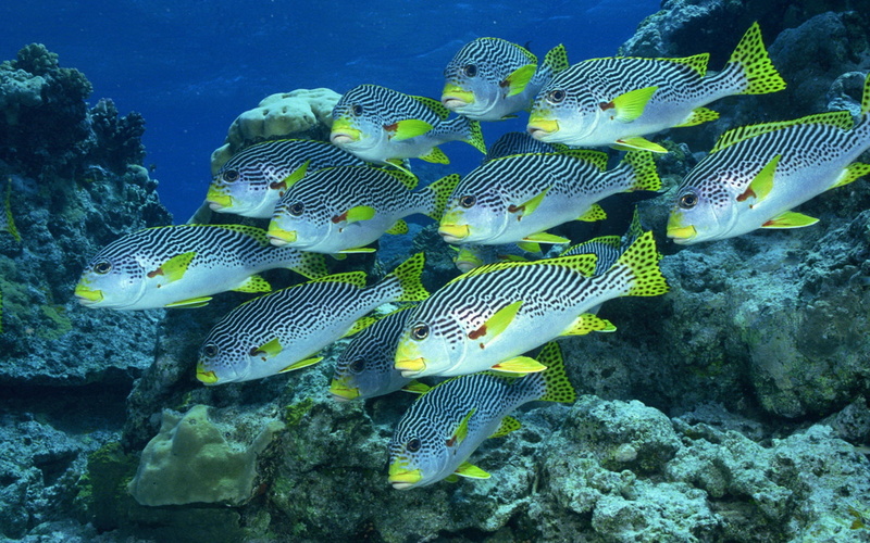 school of fish, fish, vertebrate, banco, underwater, undersea, nature, sea, marine, animal, no people, peces, sea life, large group of animals, group of animals