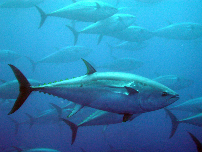 school of fish, underwater, animal themes, animal wildlife, water, large group of animals, no people, sea, vertebrate, 2K, peces, banco, swimming, sea life