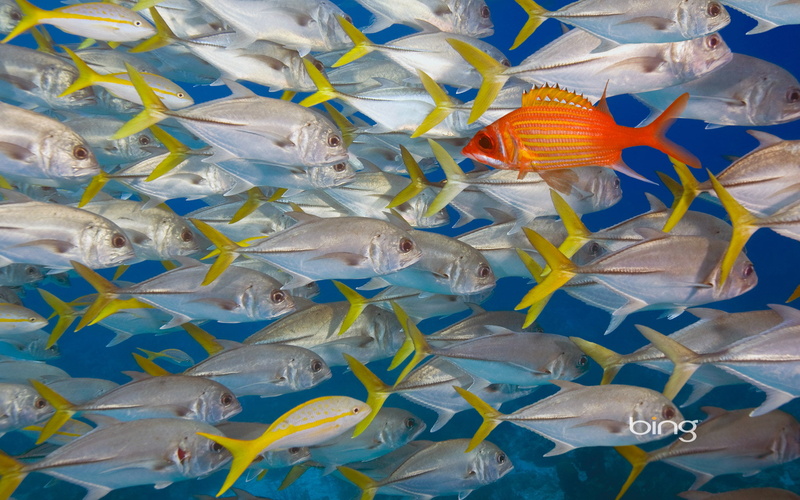 1080P, dorado, banco, animales, peces, pez
