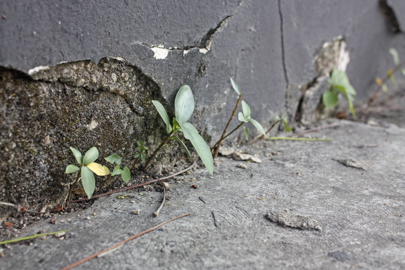 plant part, venezuela, flor, growth, no people, 4K, day, naturaleza, beginnings, alirio garcía diseño gráfico, outdoors, freshness, vulnerability, leaf
