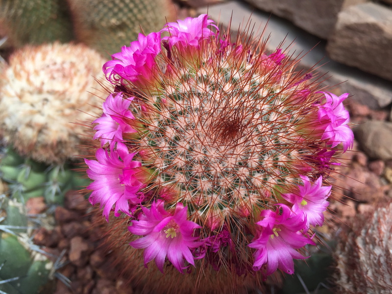 2K, focus on foreground, day, spiked, pink, no people, inflorescence, flower, freshness, beauty in nature, fragility, outdoors, banco do diamonds, pink color