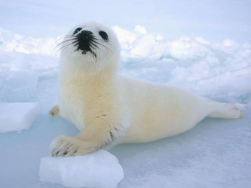 Hielo, Foca, 2K, Bebe