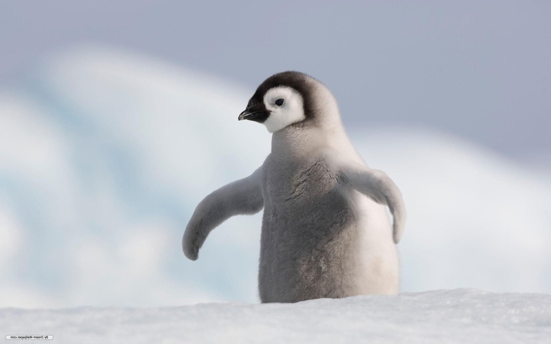 no people, cold temperature, one animal, snow, penguin, winter, baby, day, vertebrate, focus on foreground, 1080P, nature, low angle view, bird, animals in the wild