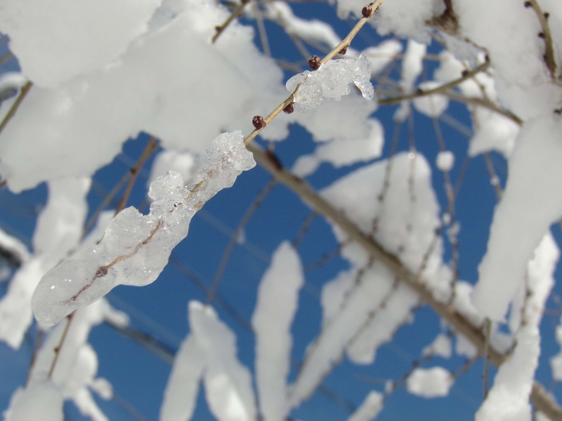 ice, full frame, close-up, tree, environment, day, white color, blue, park, backgrounds, nature, hielo, outdoors, winter, 4K, branch, no people, beauty in nature