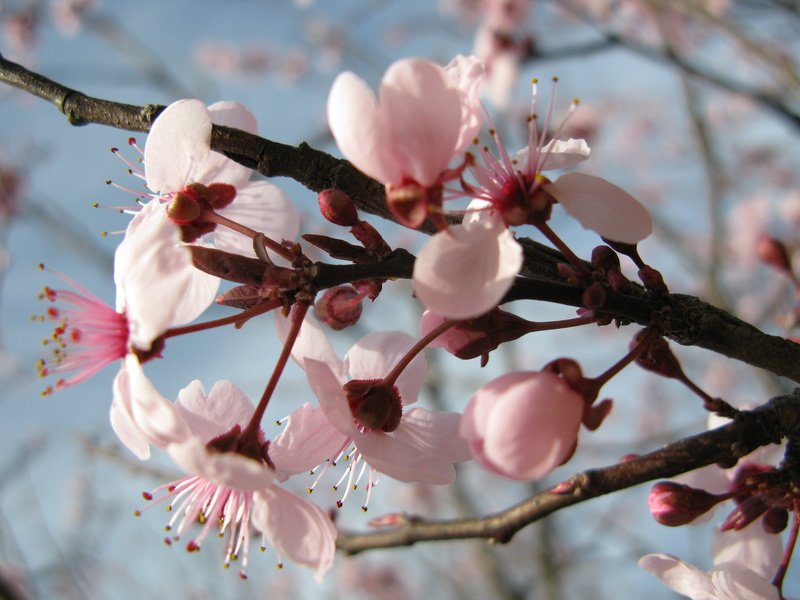 color, Blossoms, Tulsa, plant, Spring  beauty, flowers, flower, warm, pink Color, nature, pink, Oklahoma, blossom, springtime, petal, branch, weather, white