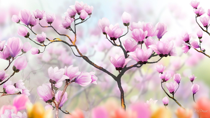 pink, 1080P, trees, summer, flora, flowers, tree, layers, white, blurred, tulip, petaled, firefox persona, 3d, shadows, beautiful, floral