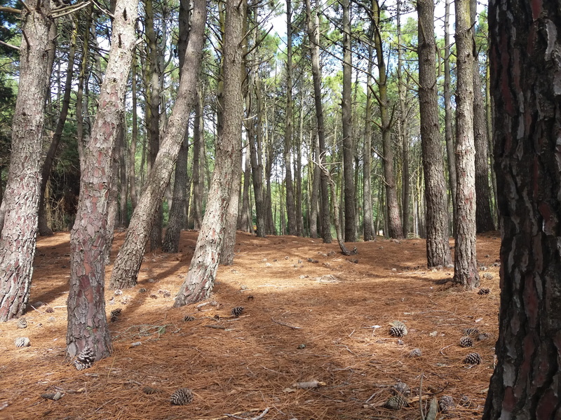 land, beauty in nature, 4K, mardelaspampas.com.ar, bosque, trees, tranquil scene, outdoors, argentina, bamboo - plant, woodland, treelined, tranquility