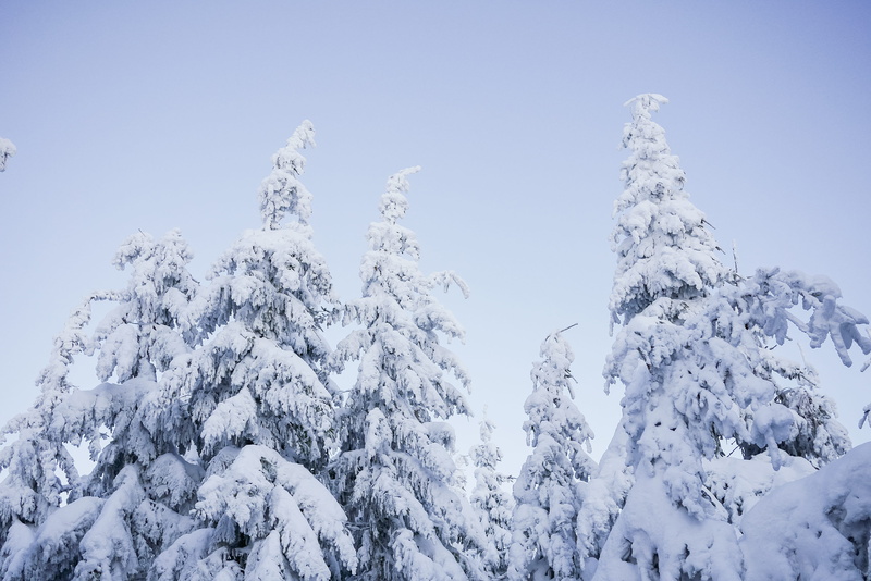 weather, tranquility, outdoors, ice, fir Tree, tranquil Scene, Snowy, day, season, no People, Trees, scenics - nature, spruce Tree, Sky, plant, winter