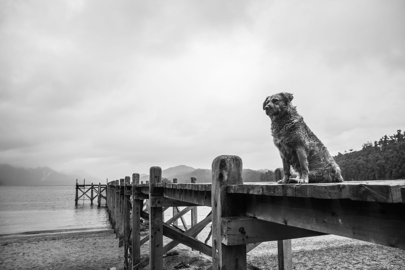 day, domestic animals, water, photography, lago, pier, lake, dog, animal themes, argentina, habour, black and white, mammal, one animal, sky, architecture