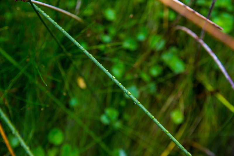 green, drop, argentina, wods, beauty in nature, field, lago espejo, close-up, outdoors, leaf, dew, neuquen, macro, 5K, water, drops, selective focus, day
