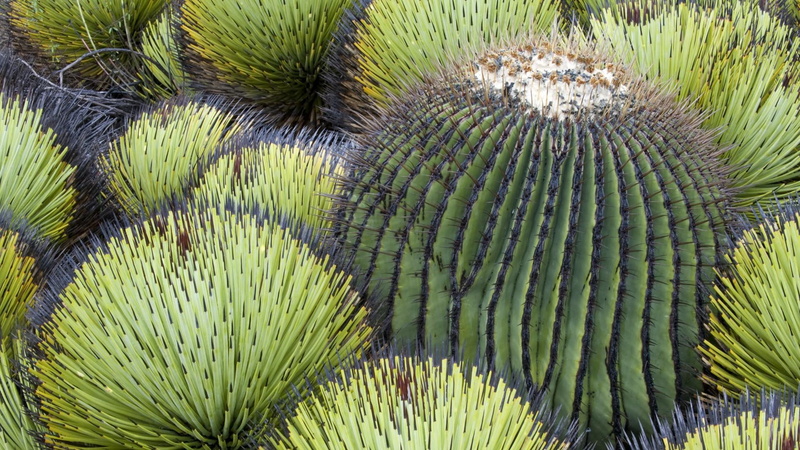 cactus, mexicano, cuidado, nature and landscapes, pincha, 1080P, desierto