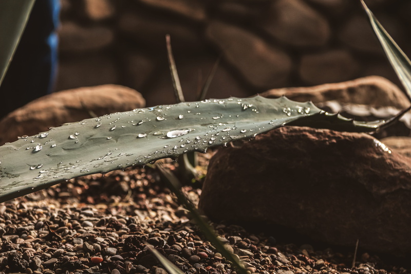 green, water, gotas, wet, close-up, beauty in nature, leaf, rain, raindrop, purity, 5K, desierto, selective focus, drop, blade of grass, no people, dew