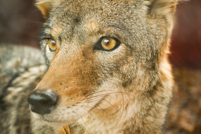 brown, looking, jackal, closeup, ojo, animal, one animal, macro, dog, fur, wolf, body part, animal eye, forest, coyote, animals in the wild, looking away