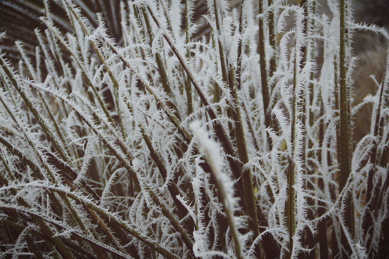 coral, nature, frio, undersea, growth, saltillo, no people, sea life, plant, beauty in nature, sepia, backgrounds, green, cold, vintage, snow, ecosystem