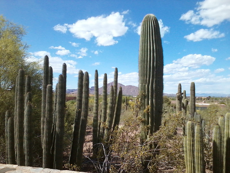 cactus, saguaro cactus, arid climate, beauty in nature, sunlight, tranquility, environment, scenics - nature, landscape, nature, wooden post, sky, plant