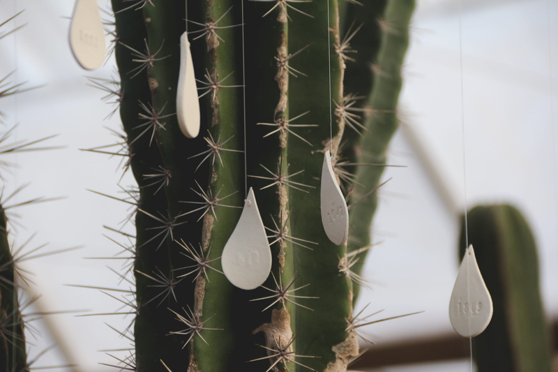 fragility, sharp, verde, desierto, beauty in nature, agua, cactáceas, desert, no people, close-up, focus on foreground, spiked, growth, green, day, thorn