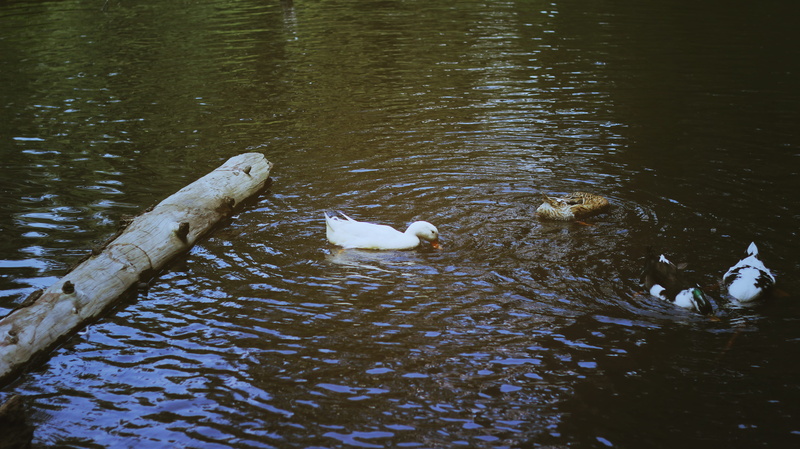 ducks, swan, desierto de los leones, swiming, animal themes, no people, swimming, waterfront, high angle view, nature, water, lake, vertebrate, reflection