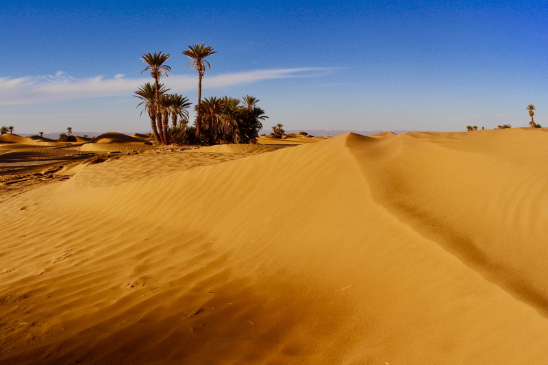 palm tree, desert, no people, earth, sand, dry, change, morocco, drought, dramatic, climate, cross, sand dune, trip, outdoors, hot, plant, atmosphere, non-urban scene