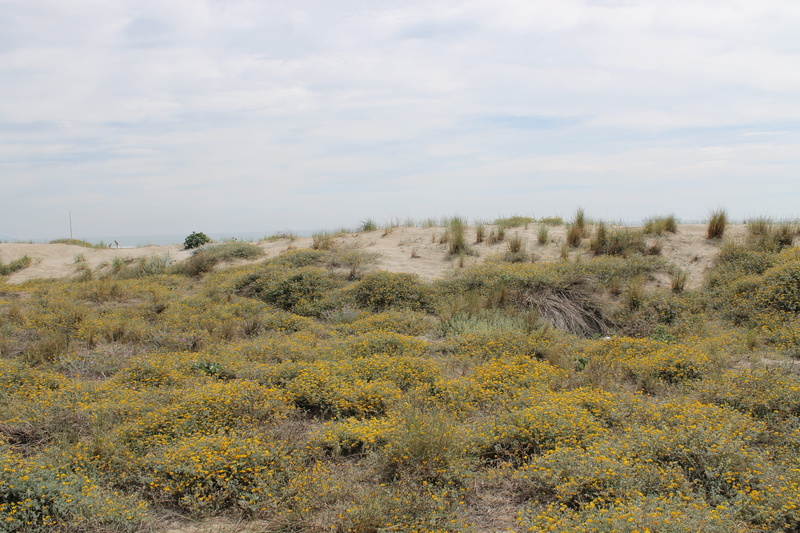 mediterráneo, tranquility, semi-arid, verano, tranquil scene, land, day, sky, playa, grass, arid climate, landscape, outdoors, climate, growth, arena, cloud - sky