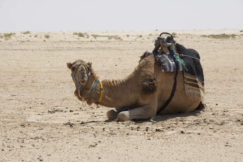 duna, domestic, working animal, no people, land, trip, sand, camel, nature, relaxation, domestic animals, resting, outdoors, day, desert, animal wildlife