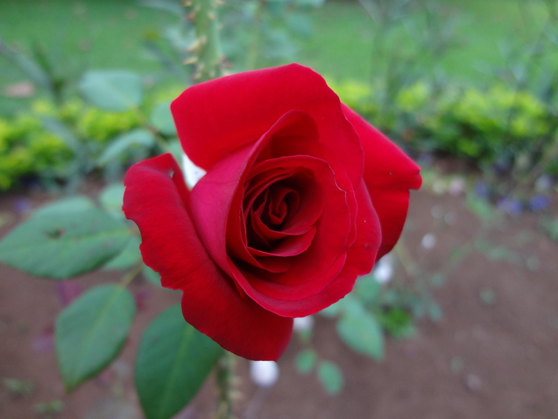naturaleza, 4K, rosa, cultivada, roja, hermosa