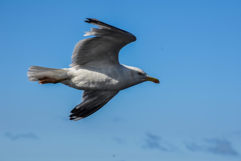 beauty in nature, clear sky, gavita, nature, animal, day, blue, one animal, animals in the wild, animal themes, animal wildlife, vuelo, bird, no people