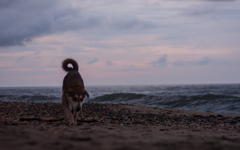 pets, libertad, sundown, beach, animals, mar, nature, land, no people, domestic animals, canine, 2K, animal themes, colombia, domestic, mammal, horizon over water