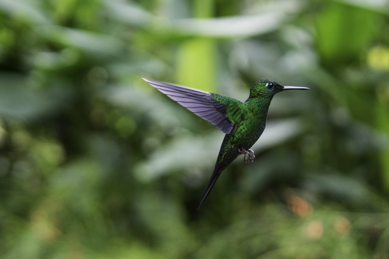hummingbird, day, 2K, animal themes, outdoors, bird, green color, flying, nature, spread wings, vertebrate, animal, no people, la paz waterfall gardens nature park