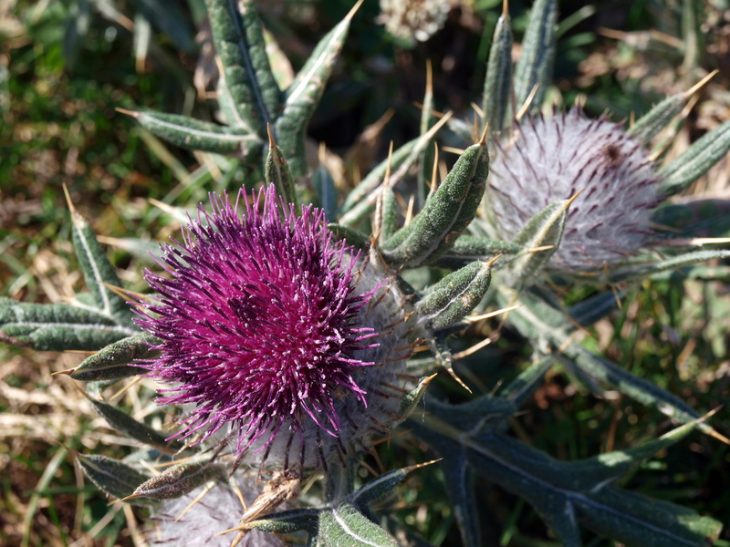purple, vulnerability, flowers, flower head, summer, no people, purple flower, field, focus on foreground, day, botany, outdoors, picos de europa, plant