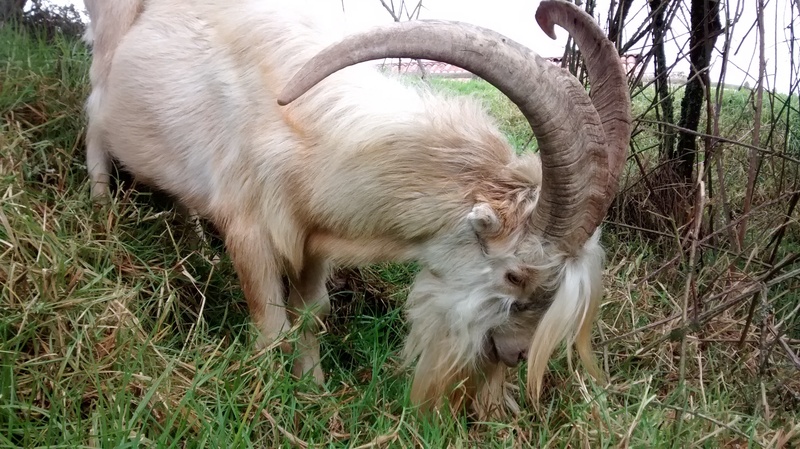 plant, ram, animals, wild, tree, mount, green, no people, peak, horns, livestock, domestic animals, mammal, nature, herbivorous, animal, kid, animal themes