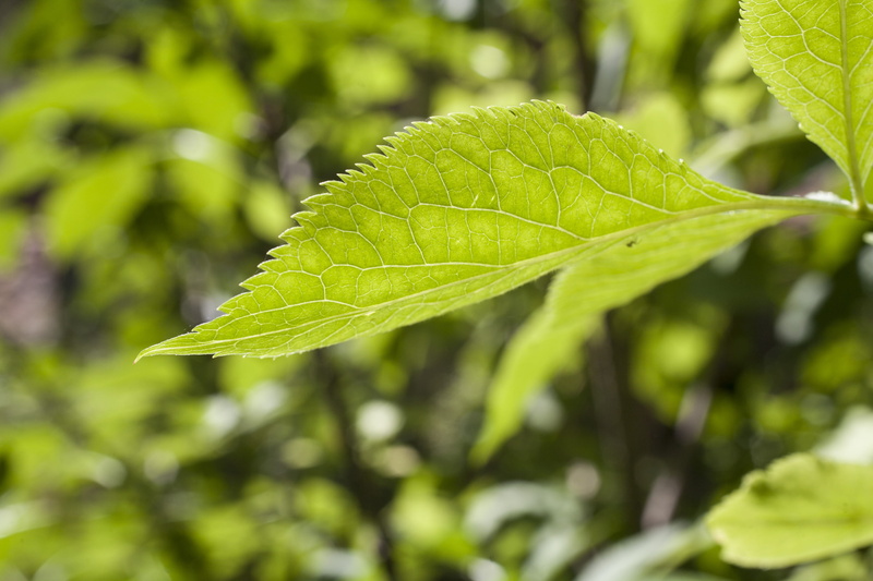 green color, selective focus, leaf vein, plant part, day, growth, sunlight, natural pattern, plant, leaf, leaves, picos de europa, close-up, beauty in nature