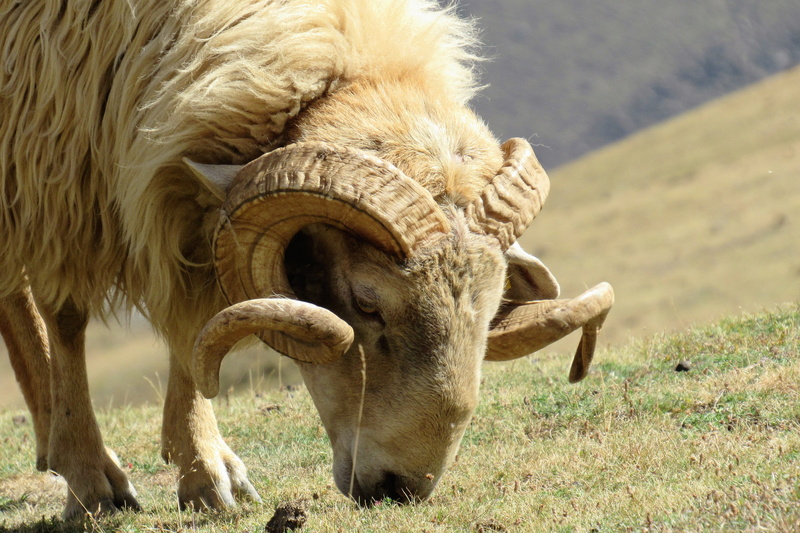 no people, field, one animal, land, animal body part, livestock, animal, sunlight, parque nacional de los picos de europa, 4K, outdoors, spain, old, ram