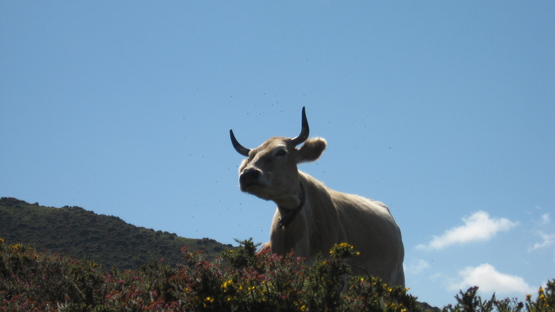 one animal, animal themes, animal, animal wildlife, clear sky, cow, 2K, countryside, horns, bull, tree, low angle view, sky, animals, standing, domestic animals