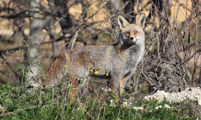 espana, fox, animal themes, one animal, looking at camera, 2K, portrait, tree, kit fox, red wolf, beauty, no people, wolf, land, plant, wild, grass, animal