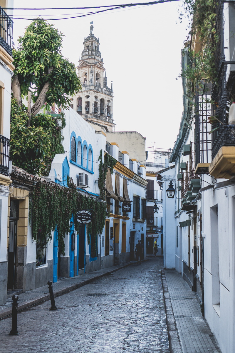 plant, city, clear sky, explore, exploration, discover, spain, calle almanzor, no people, architecture, residential district, building exterior, summer in the city