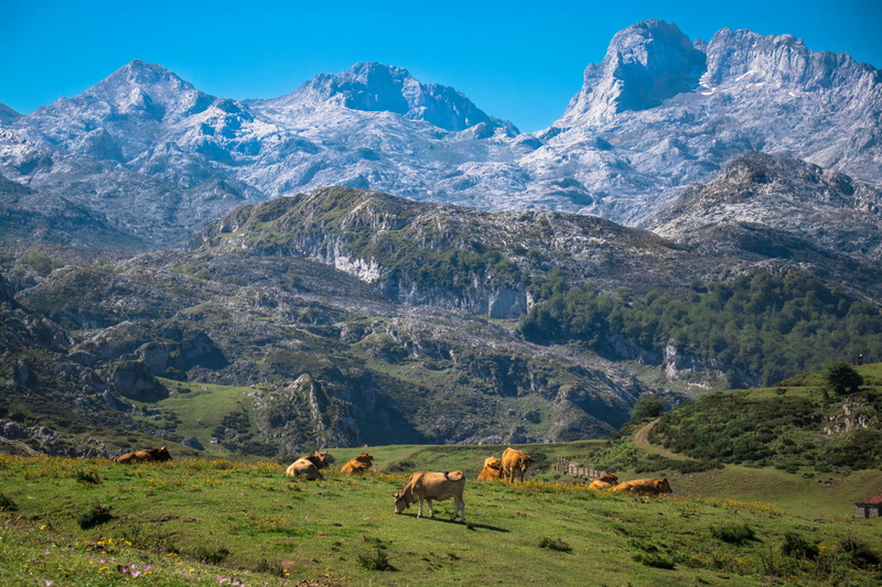 group of animals, vertebrate, cows, domestic, mammal, beauty in nature, scenics - nature, landscape, livestock, snowcapped mountain, spain, no people, plant