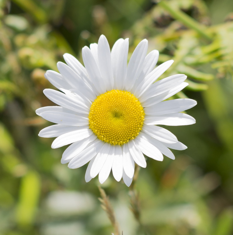 spain, asturias, detail, nikon  nikkor, sharpness, white, f2.5, green Color, countryside, daisy, nature, AIS, yellow, manual focus, close-up, plant, españa