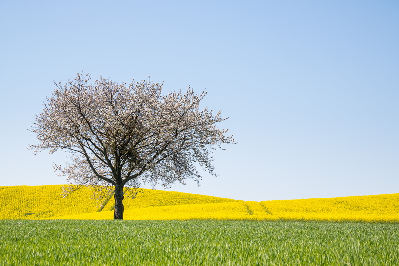 camera, 760d, flower, farm, city, rape seed, agriculture, seed  tree, nature, lens, canon eos, iso_speed, summer, grass, country, white, mm, geo, aperture