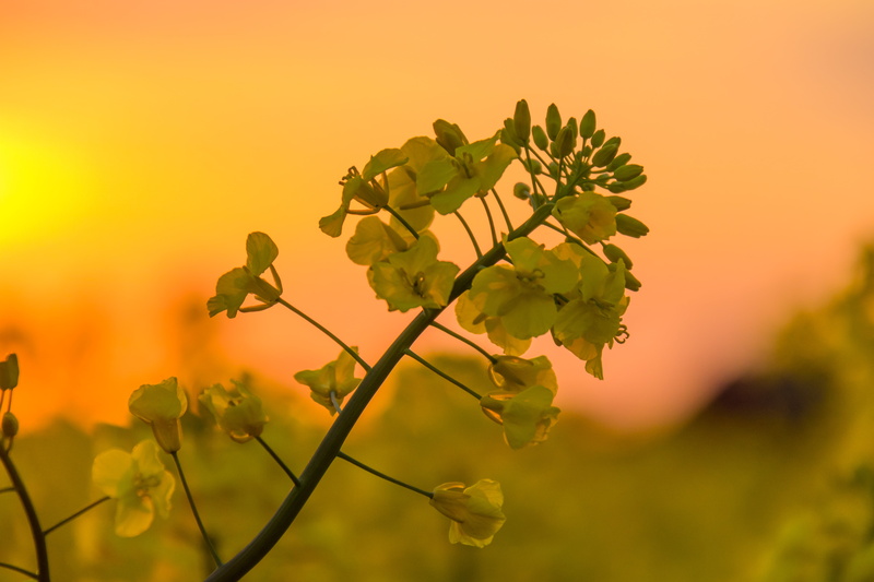 Söderslätt, iso_speed, focal_length, model, photography, geo, canon, mm, plant, Yellow, Raps, state, Sunset, aperture, green Color, geo:location, focus