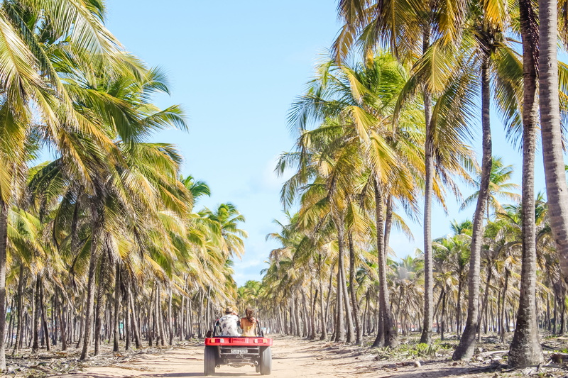 travel Destinations, forest, journey, sunlight, nature, blue, men, coastline, idyllic, beach, people, coconut Palm Tree, beauty In Nature, coconut, 5K