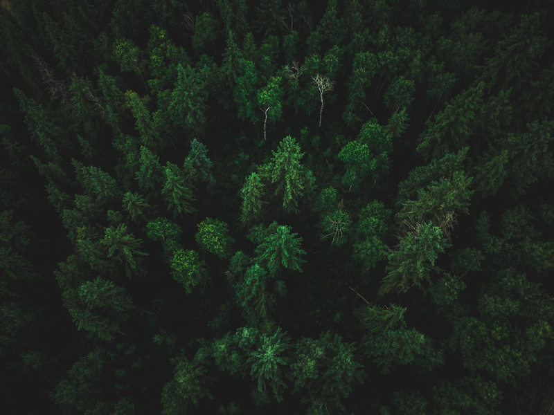 tree, tranquil scene, scenics - nature, dark, growth, shadow, woodland, fir tree, mavic pro, tranquility, summer, trees, forest, birds, green
