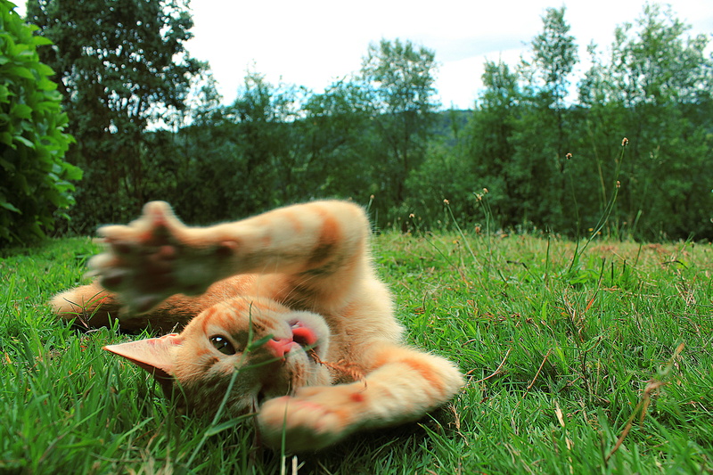 no people, cats, green color, relax, land, outdoors, puerto varas, chile, gatos, domestic, landscapes, field, sur de chile, grass, pets, campo, mammal