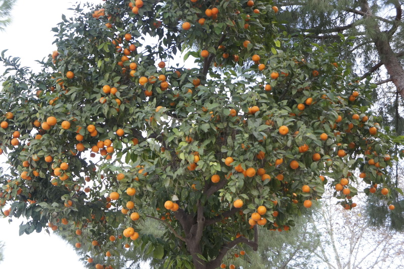 food and drink, naranjo, ripe, rbol, plantation, low angle view, citrus fruit, fruit tree, tree, growth, no people, orange, beauty in nature, food, orange - fruit