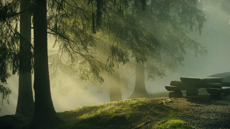 mist, no people, forest, plant, beauty in nature, trees, green, day, growth, 1080P, environment, nature, tranquil scene, tree, non-urban scene, scenics - nature
