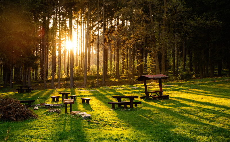 tree, Europe, green, trunk, tree trunk, bench, green color, camp, grass, benches, trees, wooden, sun, light, scenics - nature, Nature, outdoors, forest