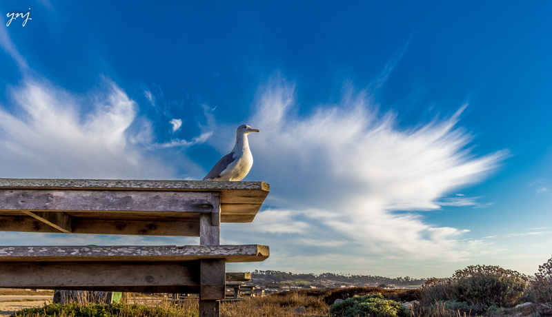 nature, wildlife, 17-mile-drive, picnic, puffs, outdoors, wooden-bench, wooden, california, brown, dramatic, clouds, sky, bird, blue, 1080P, picnic table